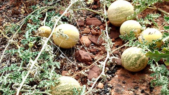 using kalahari melon seed oil