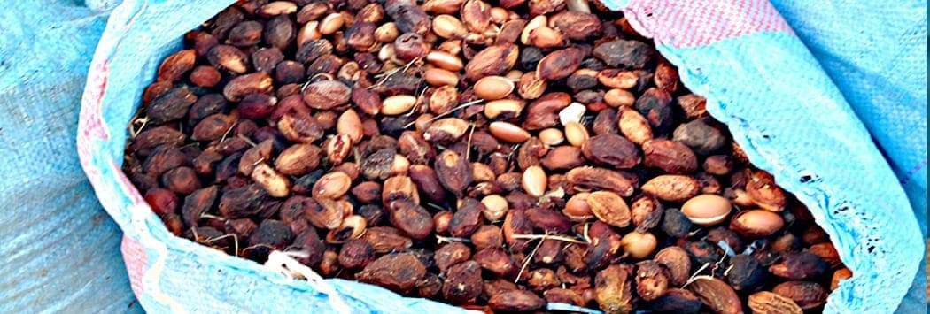 stored dried argan fruit husks image showing large blue sack full of dried argan tree fruits with black wrinkled skin