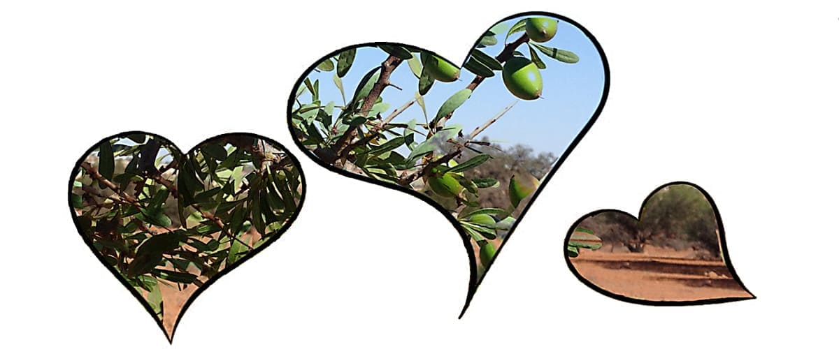 article argan oil heart disease heart shapes with argan tree background
