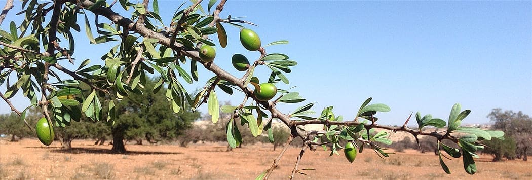 argan trees In depth Guide to Argan Oil