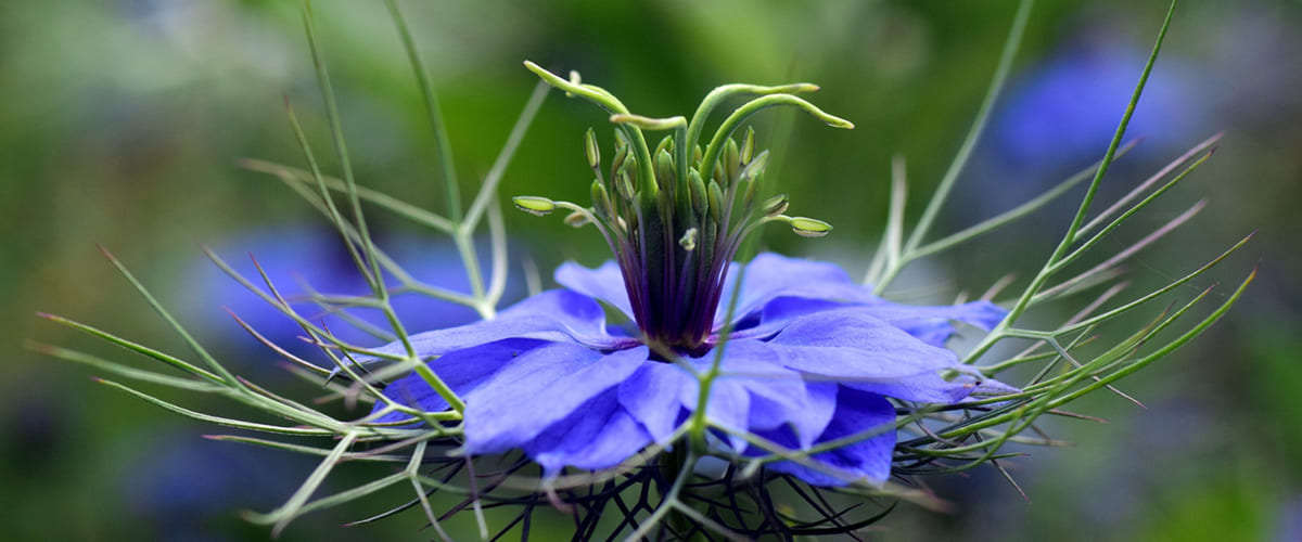 Nigella Sativa Flower Nigella Sativa Flower