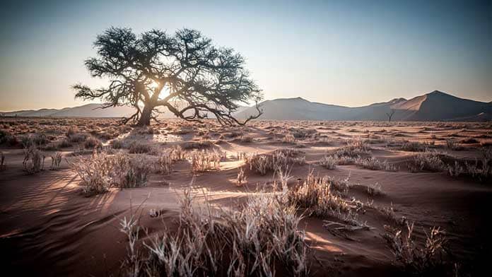 kalahari melon seed oil