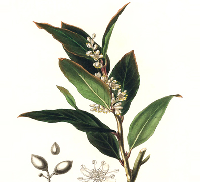 laurus nobilis
