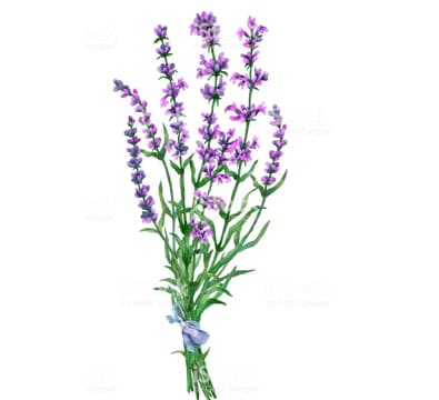 lavender oil