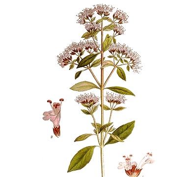 oregano essential oil