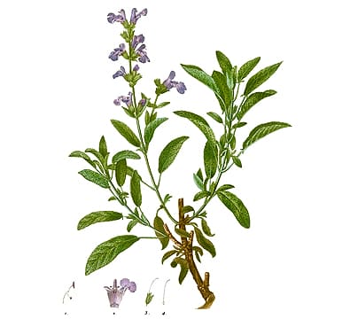 salvia oficinalis