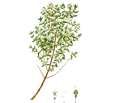 thyme plant